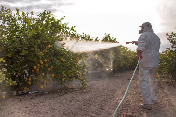 Best Bed Bug Extermination  in North Edwards, CA