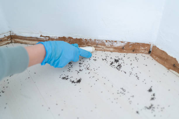Best Local Pest Control Services  in North Edwards, CA